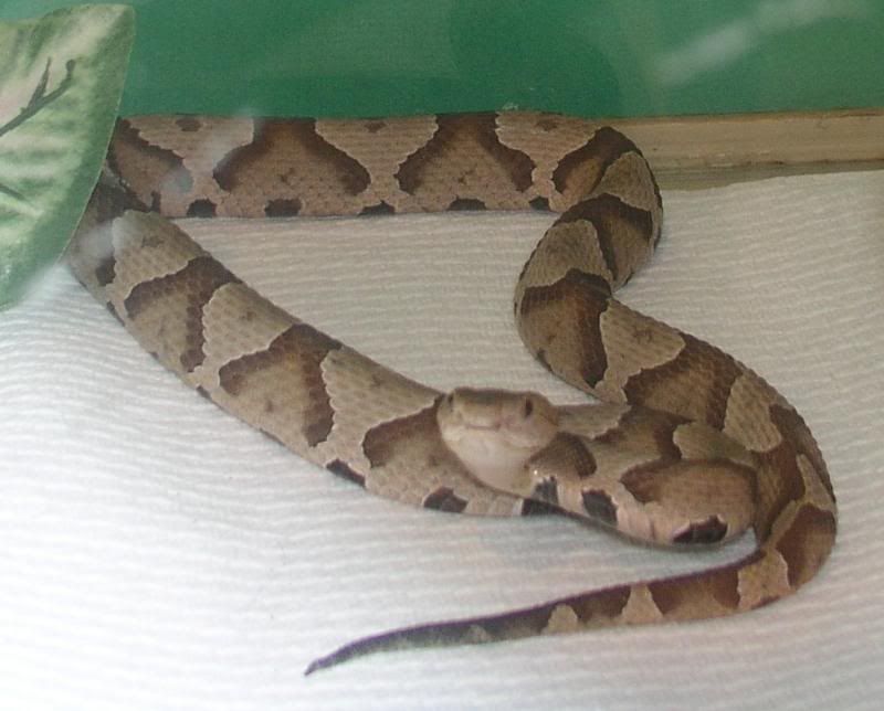 copperheadnbabies013.jpg