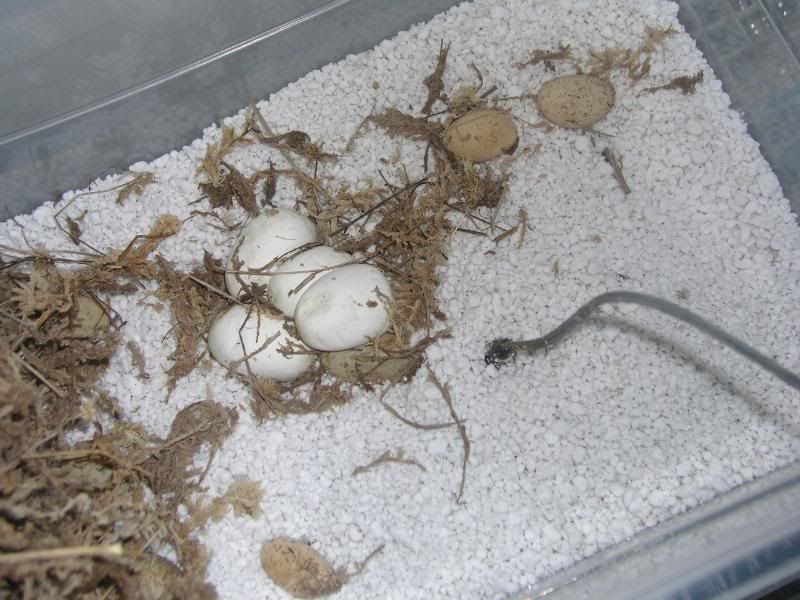 eggs001.jpg