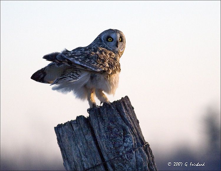 IMAGE: http://i13.photobucket.com/albums/a300/g2a/2007/75519398.jpg