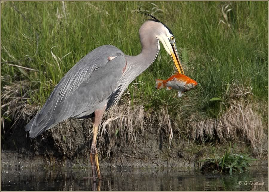 IMAGE: http://i13.photobucket.com/albums/a300/g2a/2010/GoldStrike.jpg