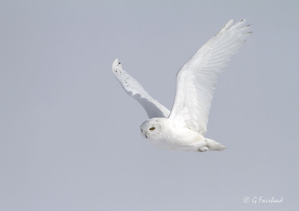 IMAGE: http://i13.photobucket.com/albums/a300/g2a/2010/IMG_9202concopy_zpsffc17347.jpg