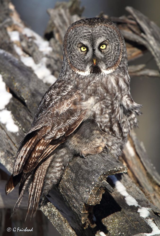 IMAGE: http://i13.photobucket.com/albums/a300/g2a/2010/Sunnycopy_zpsfbe0c804.jpg