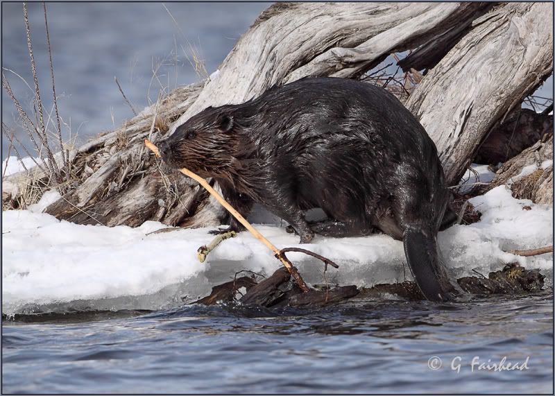 IMAGE: http://i13.photobucket.com/albums/a300/g2a/2010/secondbeaver.jpg