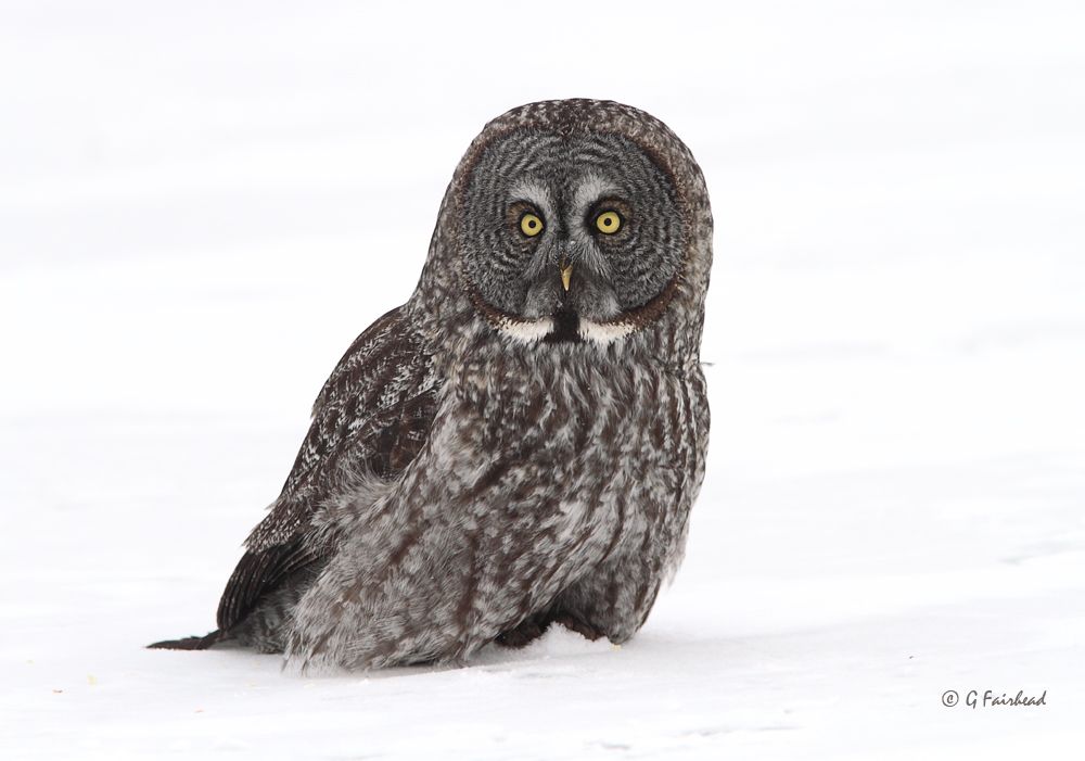 IMAGE: http://i13.photobucket.com/albums/a300/g2a/2010/snowbound_zps25253c28.jpg