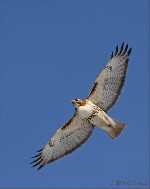 IMAGE: http://i13.photobucket.com/albums/a300/g2a/772print.jpg