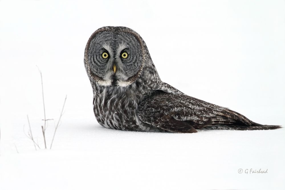 IMAGE: http://i13.photobucket.com/albums/a300/g2a/ArfArfArfcopy_zps3b5abaf1.jpg