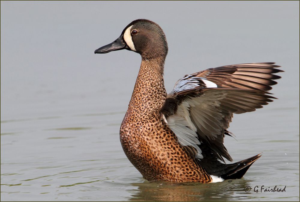 IMAGE: http://i13.photobucket.com/albums/a300/g2a/BWT1copy.jpg