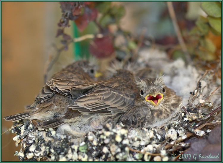 IMAGE: http://i13.photobucket.com/albums/a300/g2a/Babyfinches.jpg