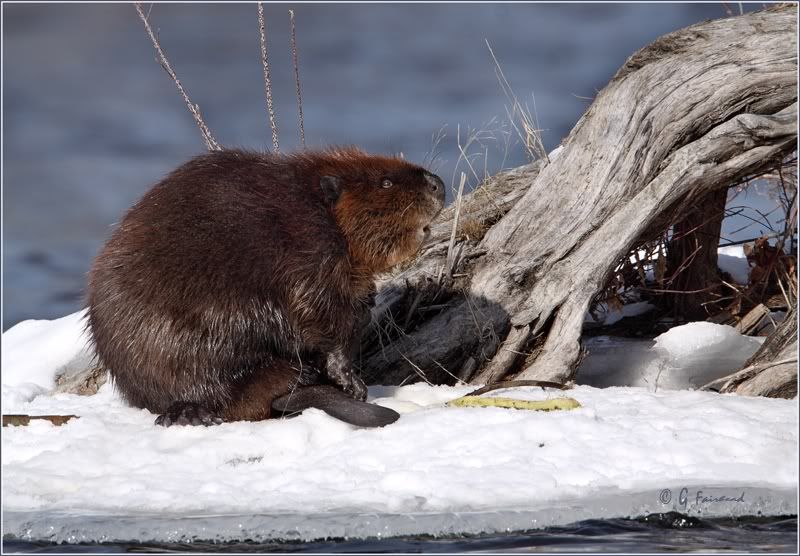 IMAGE: http://i13.photobucket.com/albums/a300/g2a/Beavercopy.jpg
