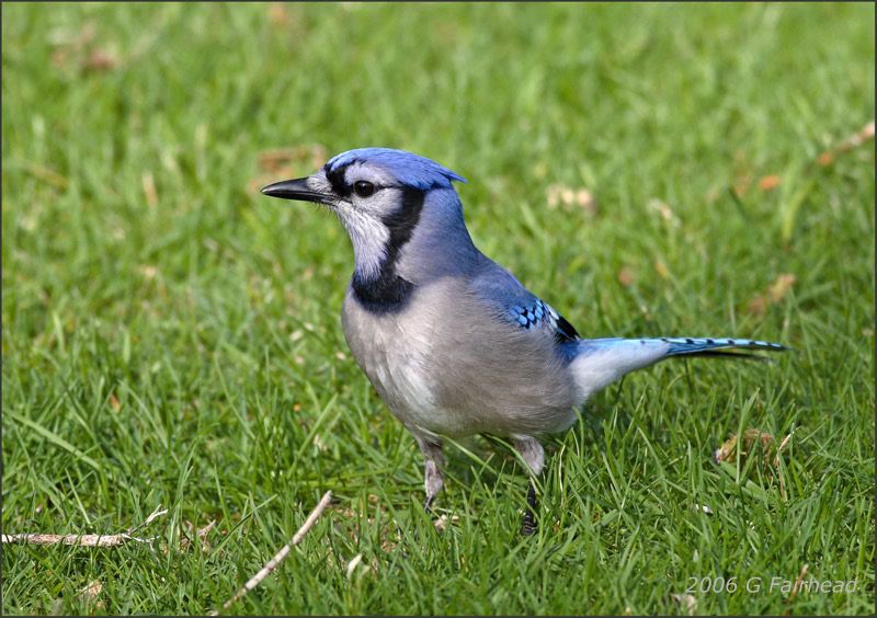 IMAGE: http://i13.photobucket.com/albums/a300/g2a/Bluejayfront.jpg