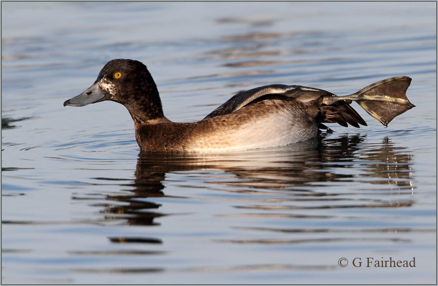 IMAGE: http://i13.photobucket.com/albums/a300/g2a/Cfoldcopy.jpg