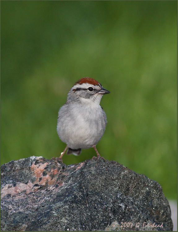 IMAGE: http://i13.photobucket.com/albums/a300/g2a/Chip.jpg