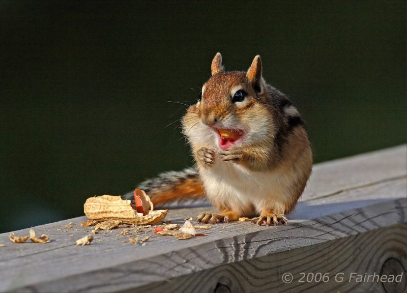 IMAGE: http://i13.photobucket.com/albums/a300/g2a/Cmonk-big-mouth.jpg