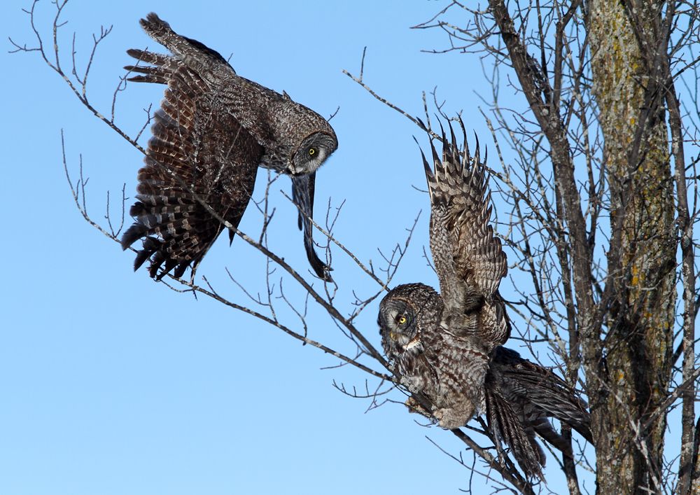 IMAGE: http://i13.photobucket.com/albums/a300/g2a/Confrrontcopy_zpsa4639788.jpg