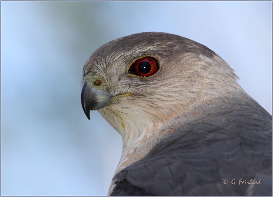 IMAGE: http://i13.photobucket.com/albums/a300/g2a/CooperCropcopy.jpg