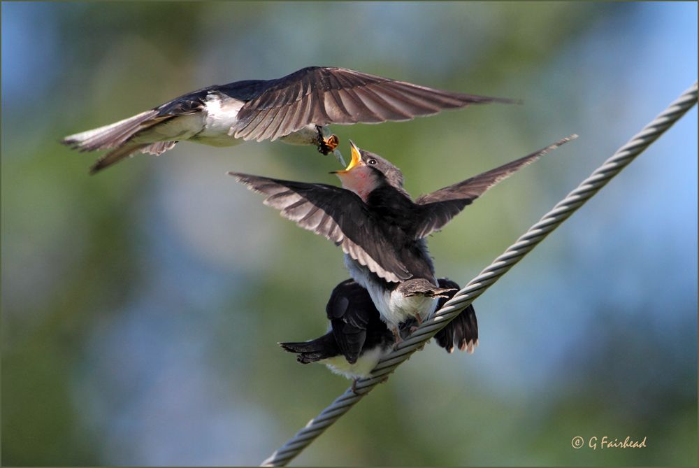 IMAGE: http://i13.photobucket.com/albums/a300/g2a/Dropincopy.jpg