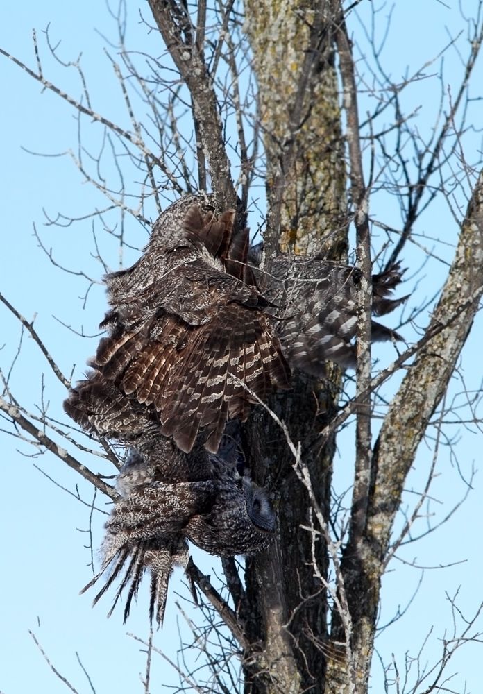 IMAGE: http://i13.photobucket.com/albums/a300/g2a/Fight_zps22e43845.jpg