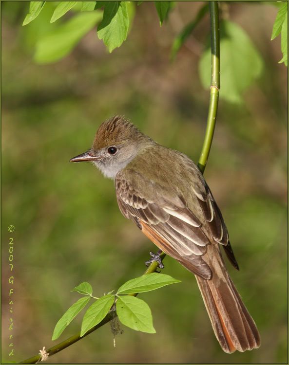 IMAGE: http://i13.photobucket.com/albums/a300/g2a/GCFC.jpg