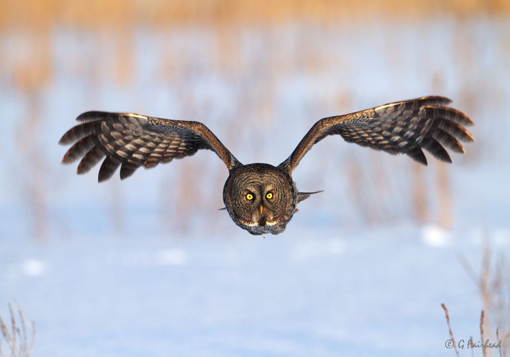 IMAGE: http://i13.photobucket.com/albums/a300/g2a/Grassescopy_zps4b31fc75.jpg