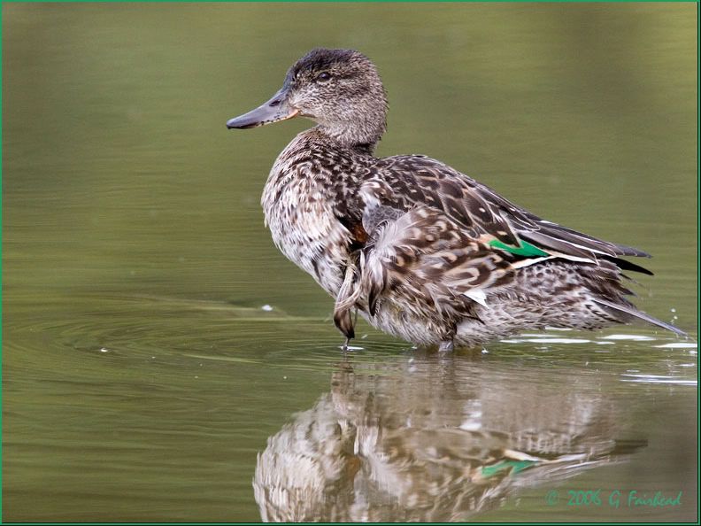 IMAGE: http://i13.photobucket.com/albums/a300/g2a/Green-Winged-Teal.jpg