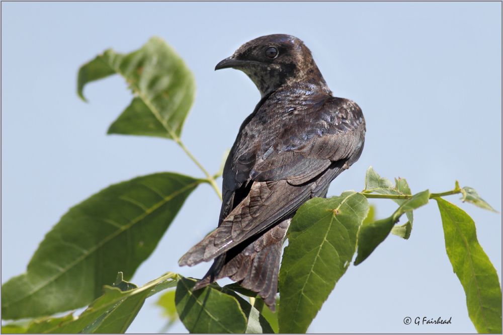 IMAGE: http://i13.photobucket.com/albums/a300/g2a/Greenleavescopy.jpg