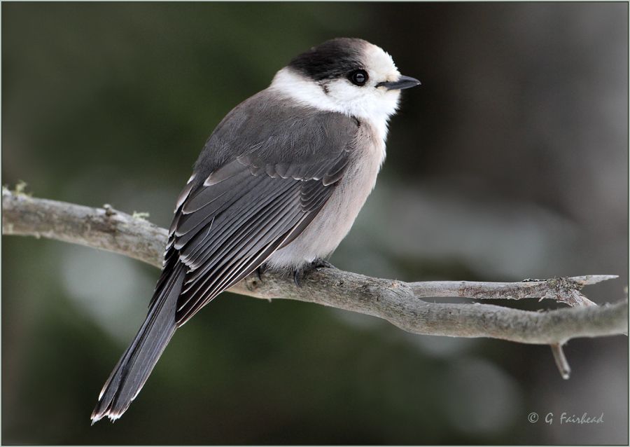 IMAGE: http://i13.photobucket.com/albums/a300/g2a/GreyJaycopy-1.jpg