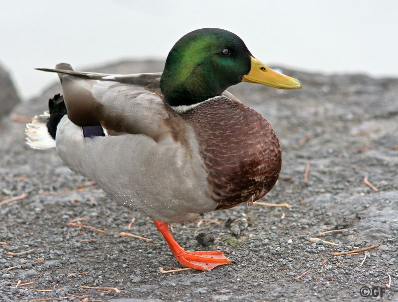 IMAGE: http://i13.photobucket.com/albums/a300/g2a/Holding%20Pattern/1lm.jpg