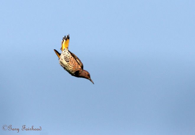 IMAGE: http://i13.photobucket.com/albums/a300/g2a/Holding%20Pattern/50692967.jpg