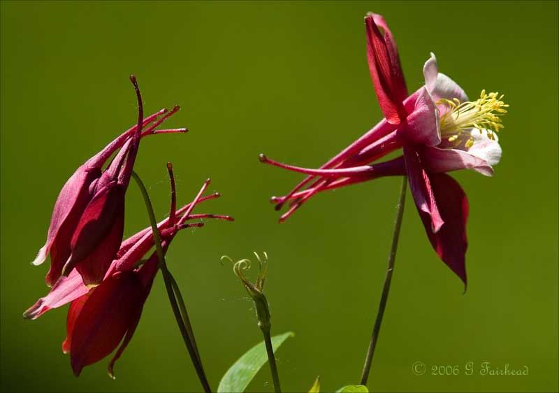 IMAGE: http://i13.photobucket.com/albums/a300/g2a/Holding%20Pattern/Colum2.jpg