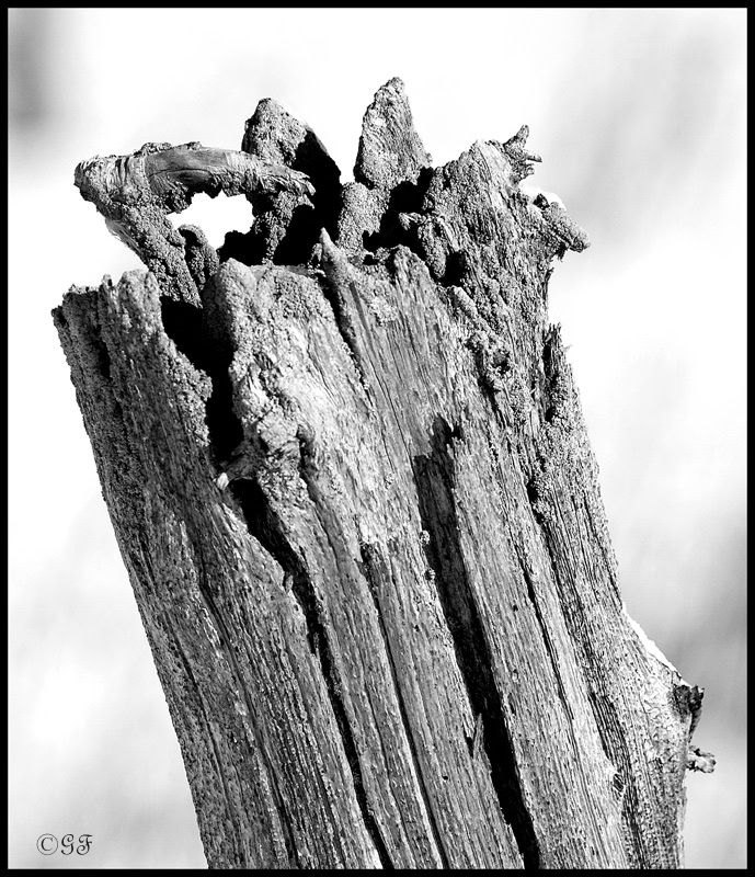 IMAGE: http://i13.photobucket.com/albums/a300/g2a/Holding%20Pattern/IMG_5065b.jpg