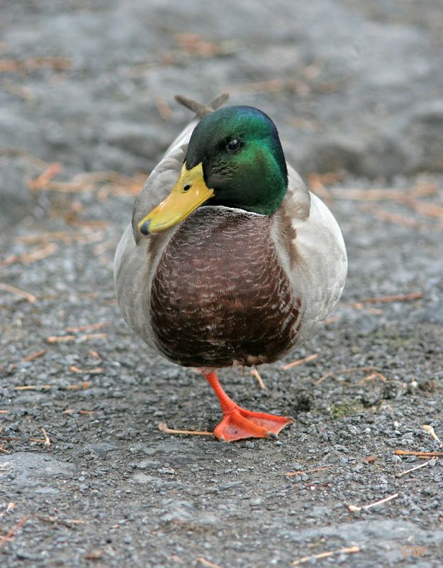 IMAGE: http://i13.photobucket.com/albums/a300/g2a/Holding%20Pattern/MAL9.jpg