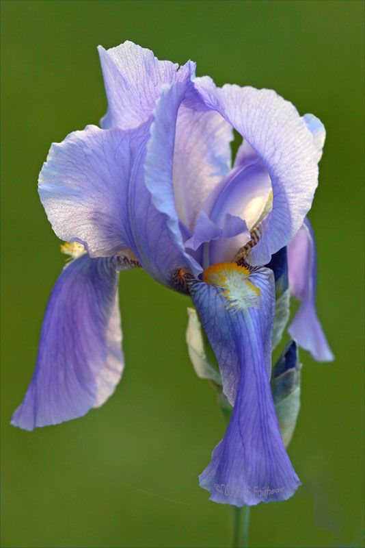 IMAGE: http://i13.photobucket.com/albums/a300/g2a/Holding%20Pattern/Newer%20Shots/Iris-eye.jpg