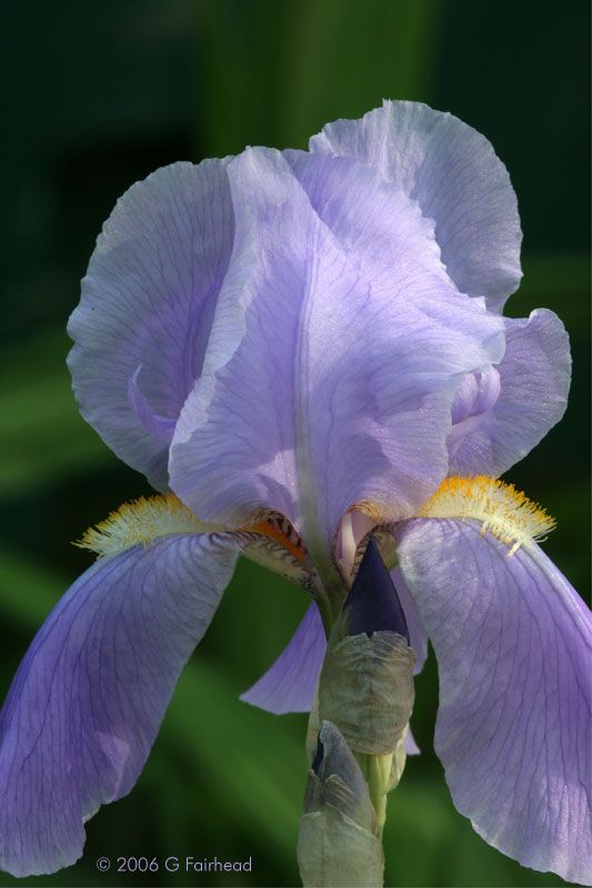 IMAGE: http://i13.photobucket.com/albums/a300/g2a/Holding%20Pattern/Newer%20Shots/Iris5.jpg