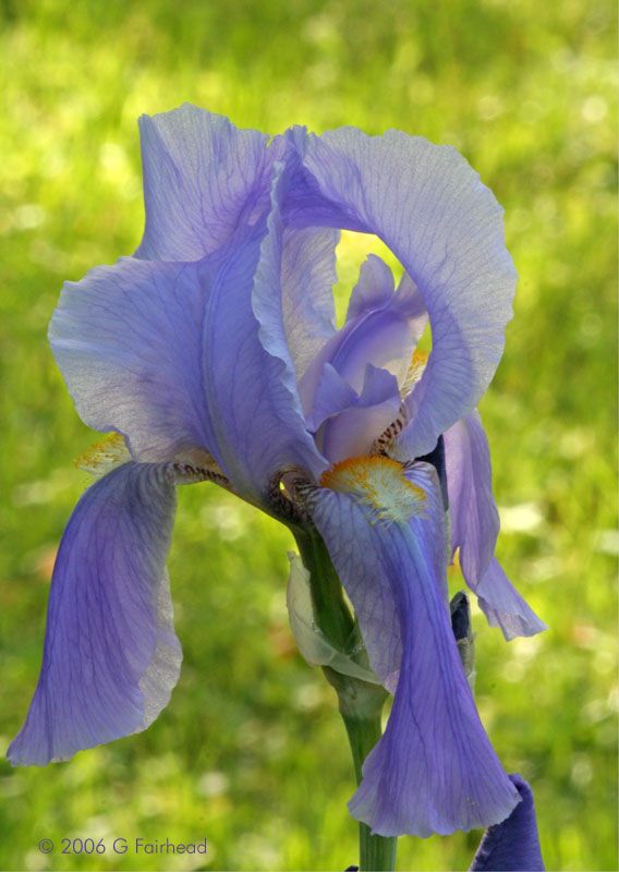 IMAGE: http://i13.photobucket.com/albums/a300/g2a/Holding%20Pattern/Newer%20Shots/Iris6.jpg