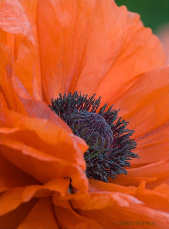 IMAGE: http://i13.photobucket.com/albums/a300/g2a/Holding%20Pattern/Newer%20Shots/popp4.jpg