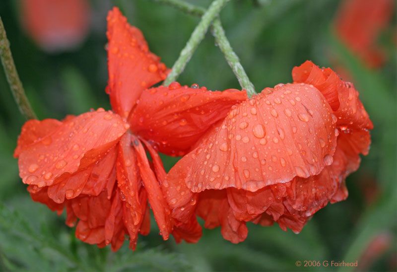 IMAGE: http://i13.photobucket.com/albums/a300/g2a/Holding%20Pattern/Newer%20Shots/poppieswet.jpg