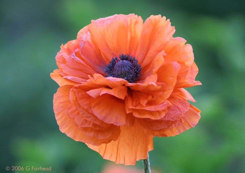 IMAGE: http://i13.photobucket.com/albums/a300/g2a/Holding%20Pattern/Newer%20Shots/poppy1.jpg