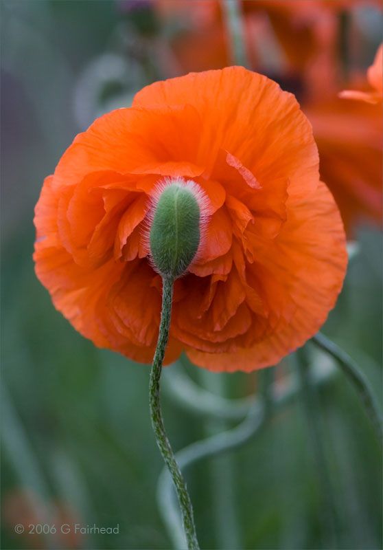 IMAGE: http://i13.photobucket.com/albums/a300/g2a/Holding%20Pattern/Newer%20Shots/poppy3.jpg