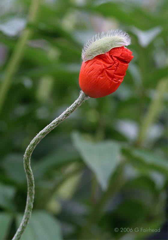 IMAGE: http://i13.photobucket.com/albums/a300/g2a/Holding%20Pattern/Newer%20Shots/poppyclosed.jpg