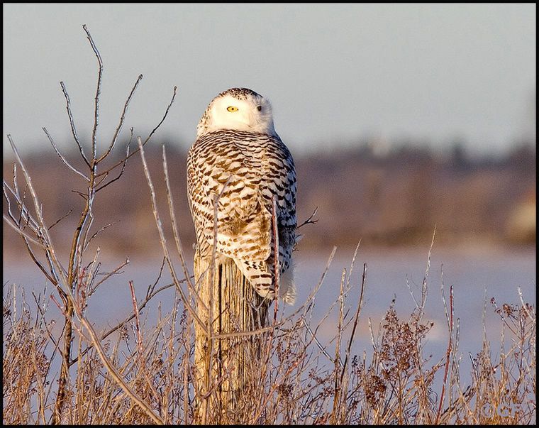 IMAGE: http://i13.photobucket.com/albums/a300/g2a/Holding%20Pattern/Owlposting.jpg