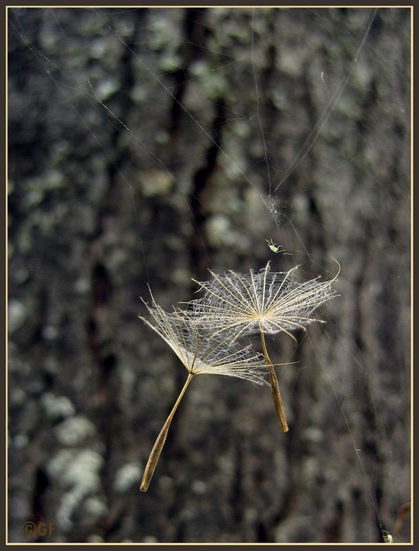 IMAGE: http://i13.photobucket.com/albums/a300/g2a/Holding%20Pattern/Suspended.jpg