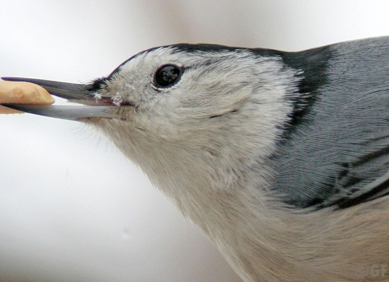 IMAGE: http://i13.photobucket.com/albums/a300/g2a/Holding%20Pattern/close2.jpg