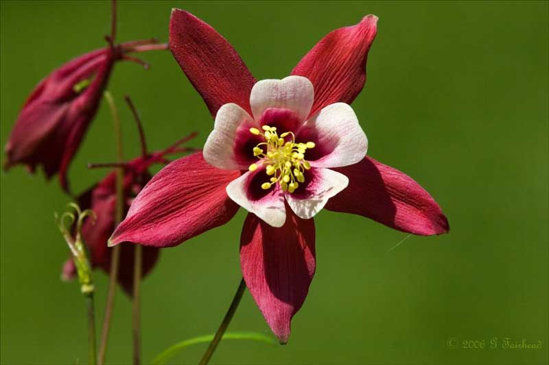 IMAGE: http://i13.photobucket.com/albums/a300/g2a/Holding%20Pattern/colum.jpg