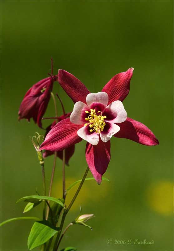 IMAGE: http://i13.photobucket.com/albums/a300/g2a/Holding%20Pattern/colum3.jpg