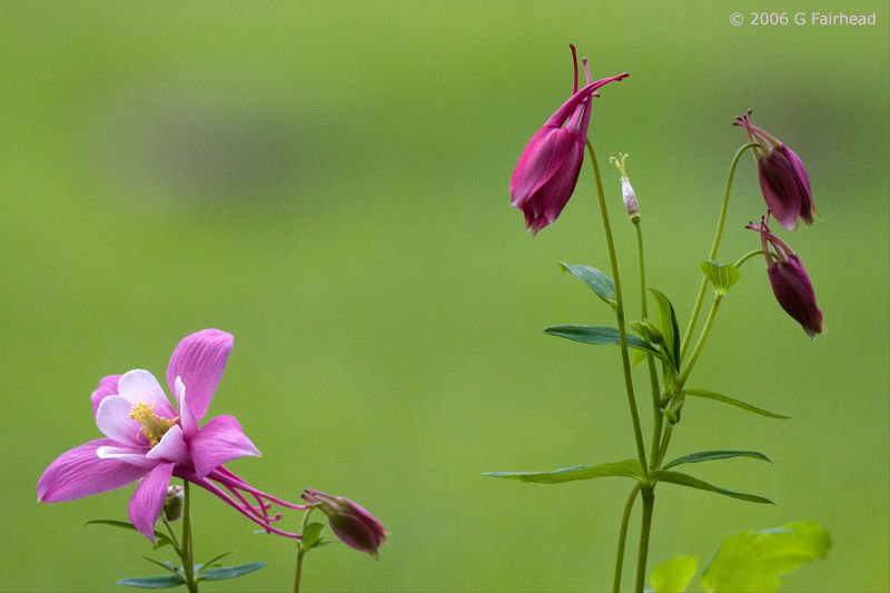 IMAGE: http://i13.photobucket.com/albums/a300/g2a/Holding%20Pattern/columbine2.jpg