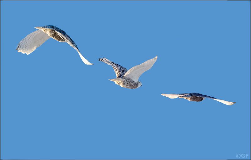 IMAGE: http://i13.photobucket.com/albums/a300/g2a/Holding%20Pattern/composite.jpg