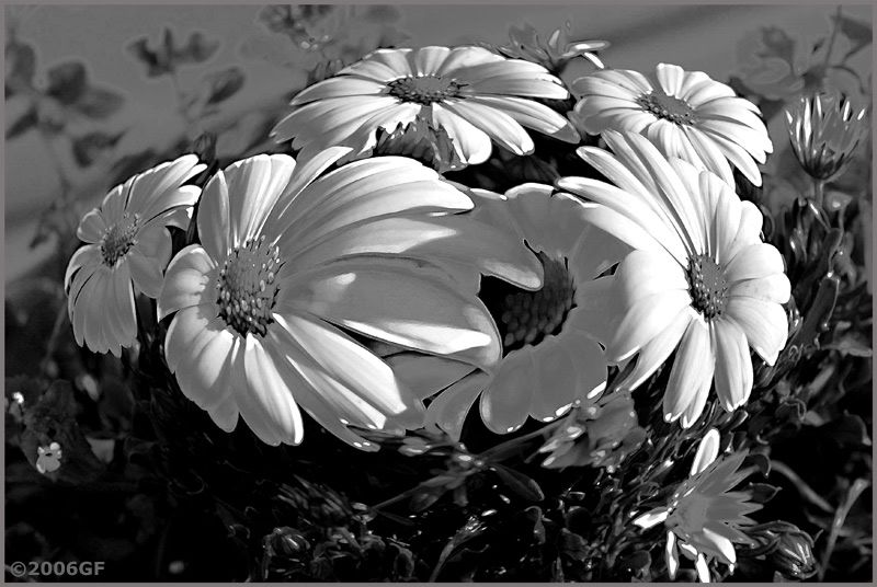 IMAGE: http://i13.photobucket.com/albums/a300/g2a/Holding%20Pattern/curved-flowers.jpg