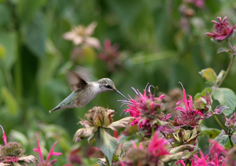 IMAGE: http://i13.photobucket.com/albums/a300/g2a/Holding%20Pattern/hummer.jpg