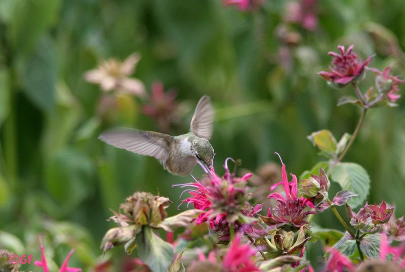 IMAGE: http://i13.photobucket.com/albums/a300/g2a/Holding%20Pattern/hummer2.jpg