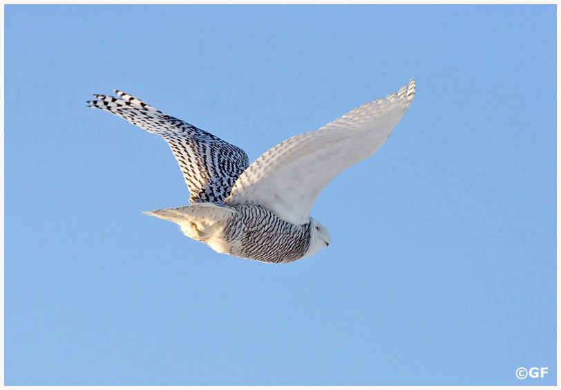 IMAGE: http://i13.photobucket.com/albums/a300/g2a/Holding%20Pattern/owl-flight2.jpg